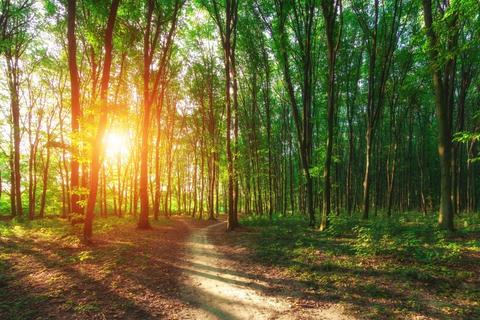 Schamanisches Frauen Retreat im Westerwald